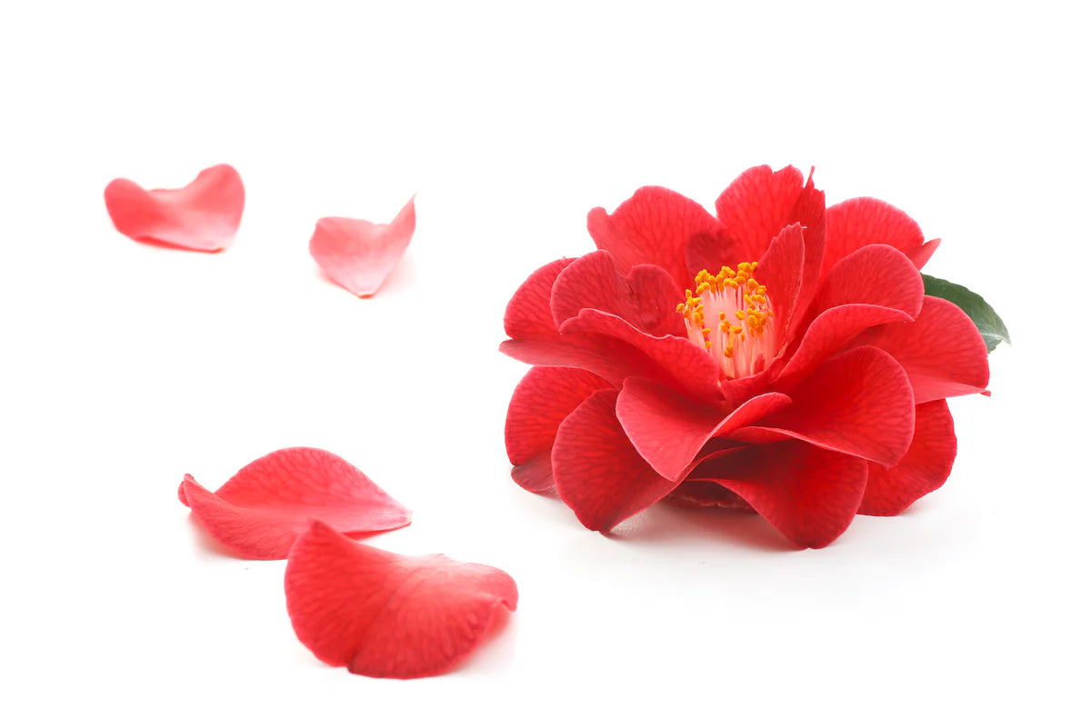 Camellia Seed Oil